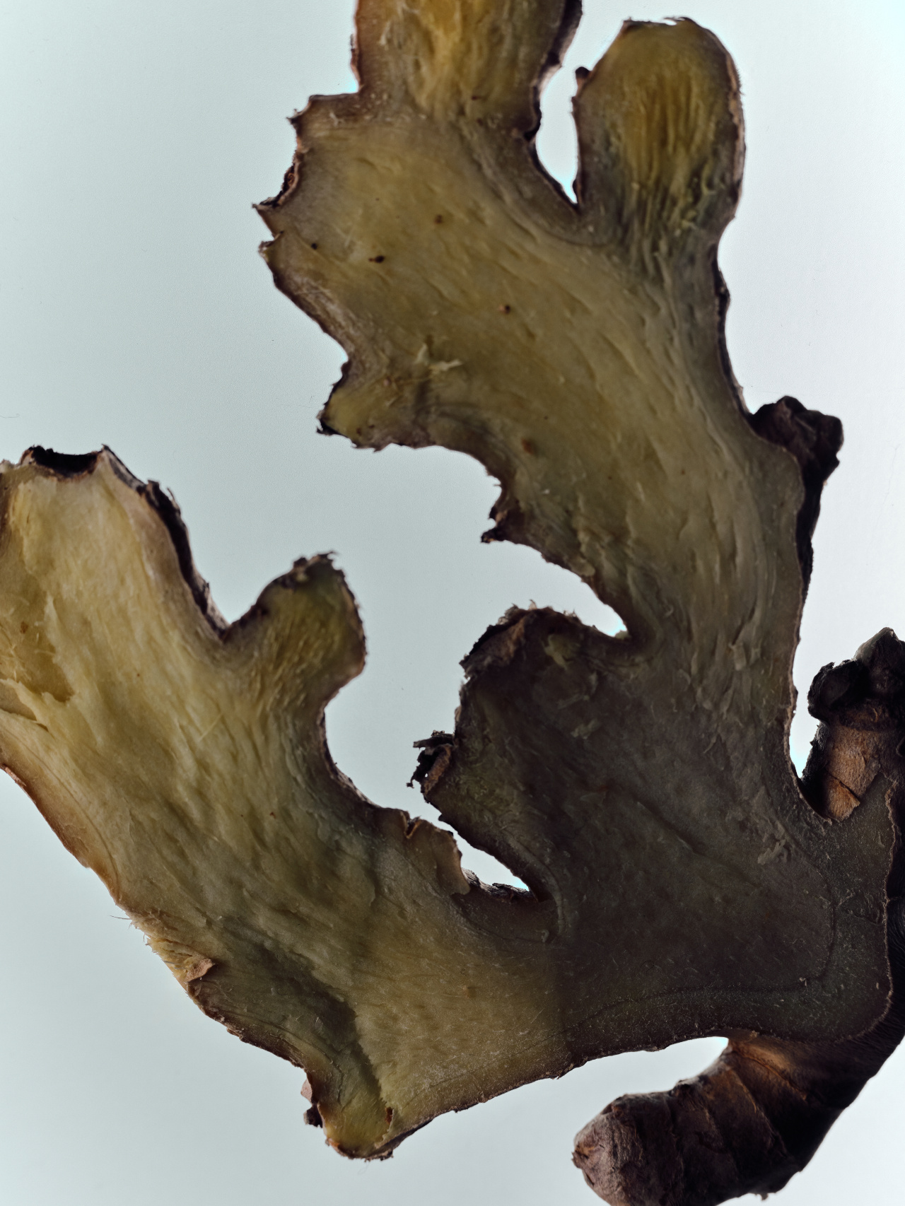Close-up of the natural structure and texture of ginger