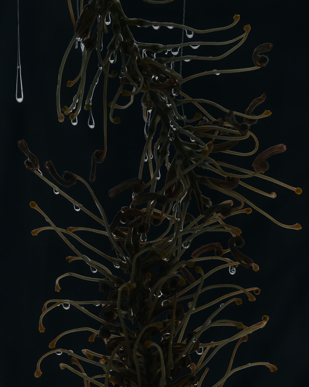 Seaweed with intricate natural forms and textures
