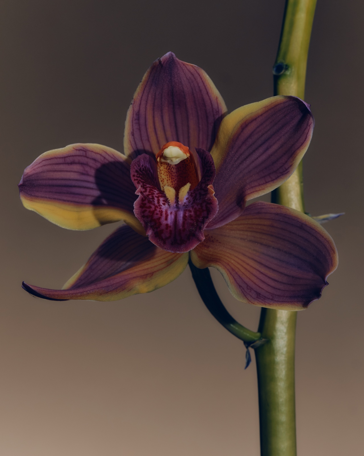 Close-up of an orchid with sculptural botanical form